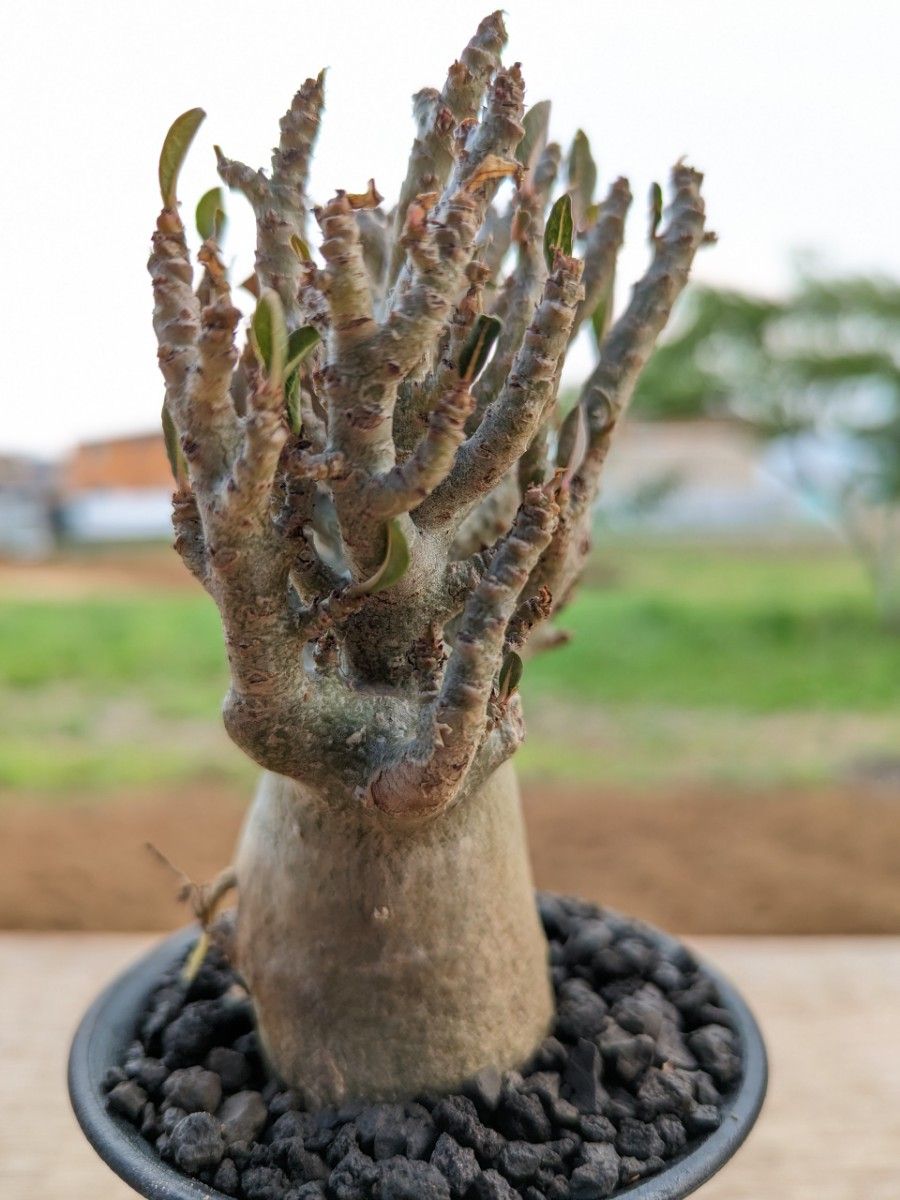 bk33 アデニウム ソコトラナム アラビカム オベスム 塊根植物