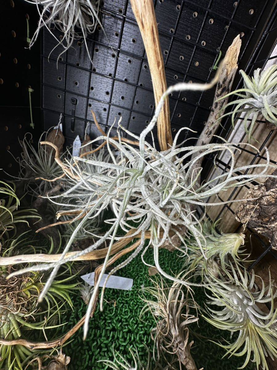 ティランジア シュスゴネンシス Tillandsia chusgonensis クランプ 銀