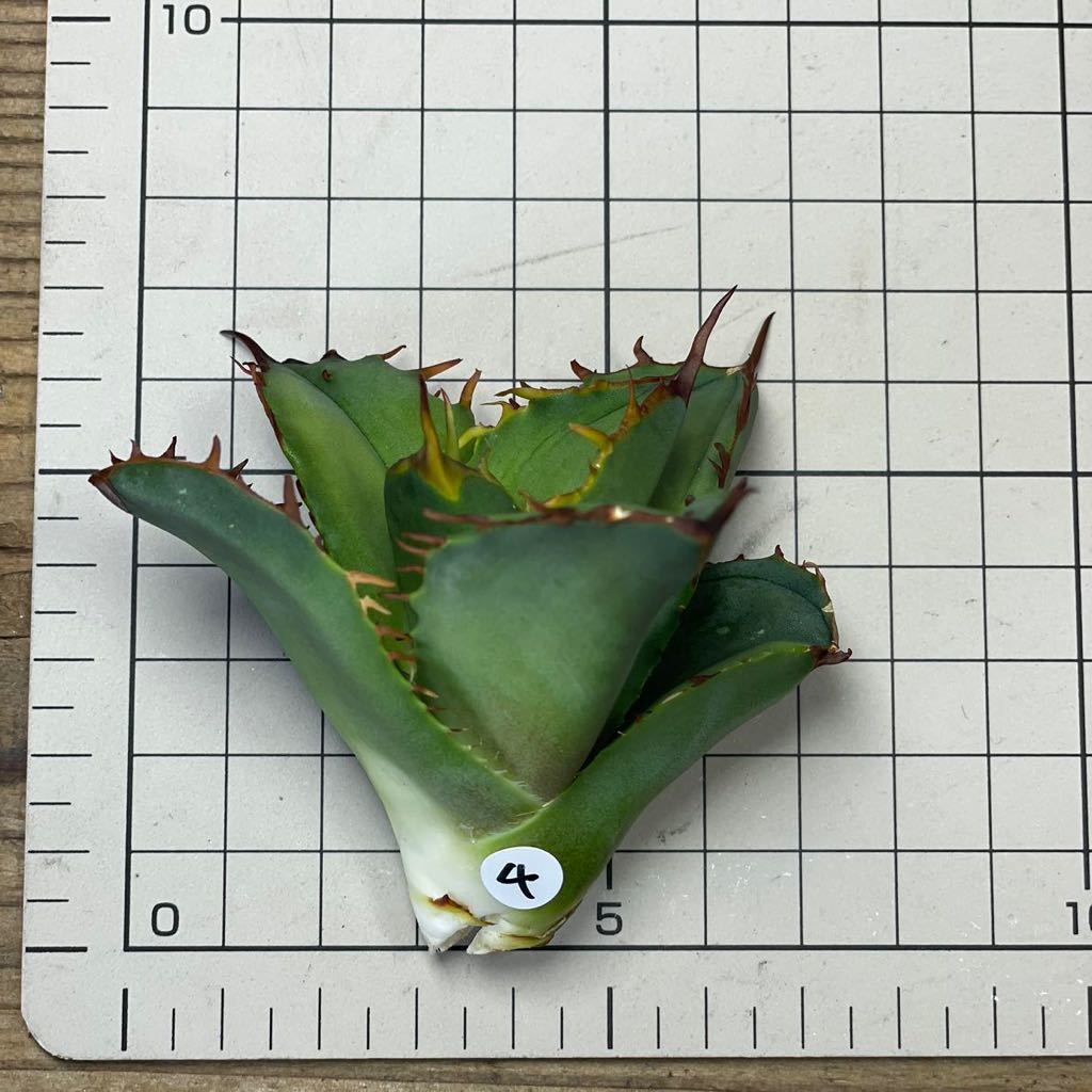 アガベ チタノタ キャンサー agave titanota CANCER ④ | qarta.com.bo