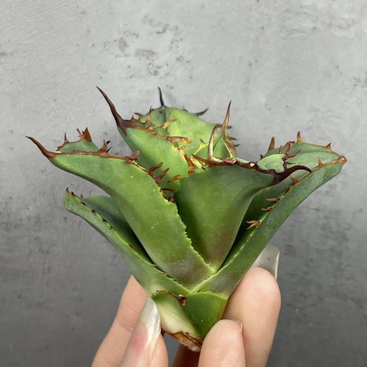 アガベ チタノタ キャンサー agave titanota CANCER ④ | qarta.com.bo