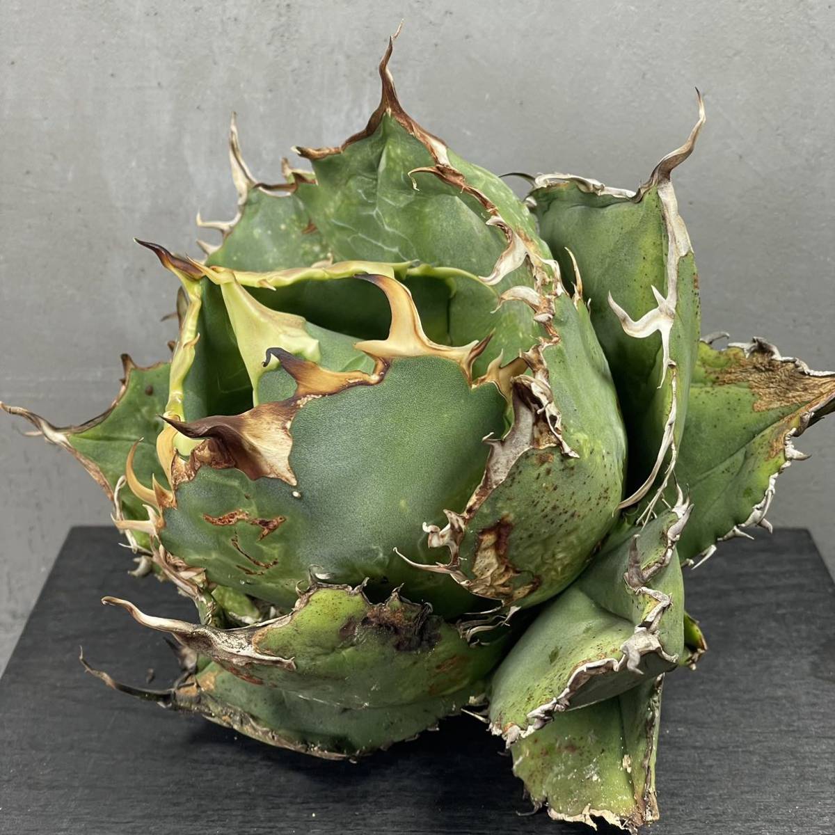 アガベ チタノタ ' 白鯨 ' agave titanota ' Hakugei ' [日本 アガベ チタノタ ' 白鯨 ' agave titanota ' Hakugei ' [日本