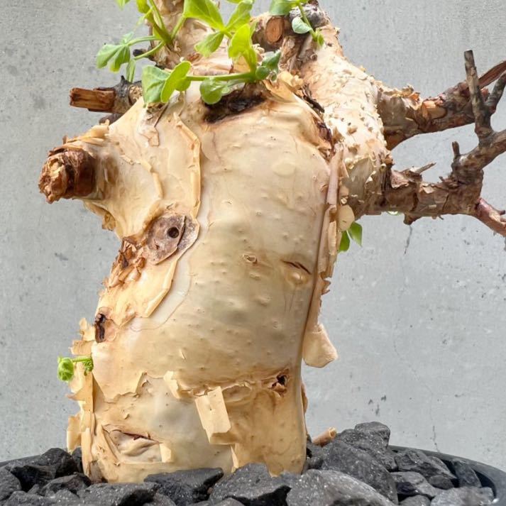 発根済】commiphora katafソマリア産 コミフォラ ピュア カタフ 発根済】commiphora katafソマリア産 コミフォラ ピュア カタフ