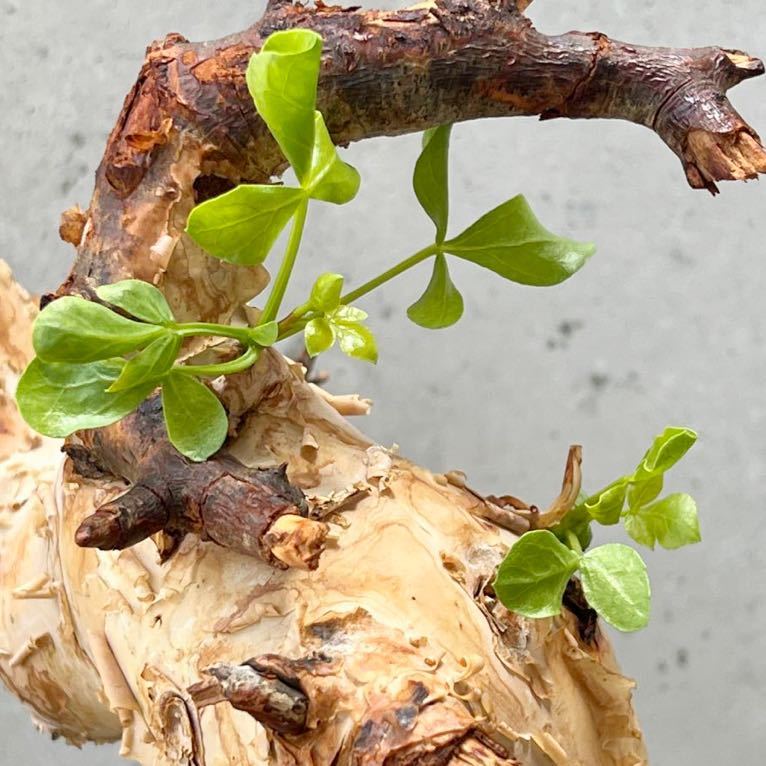 発根済】commiphora katafソマリア産 コミフォラ ピュア カタフ 発根済】commiphora katafソマリア産 コミフォラ ピュア カタフ