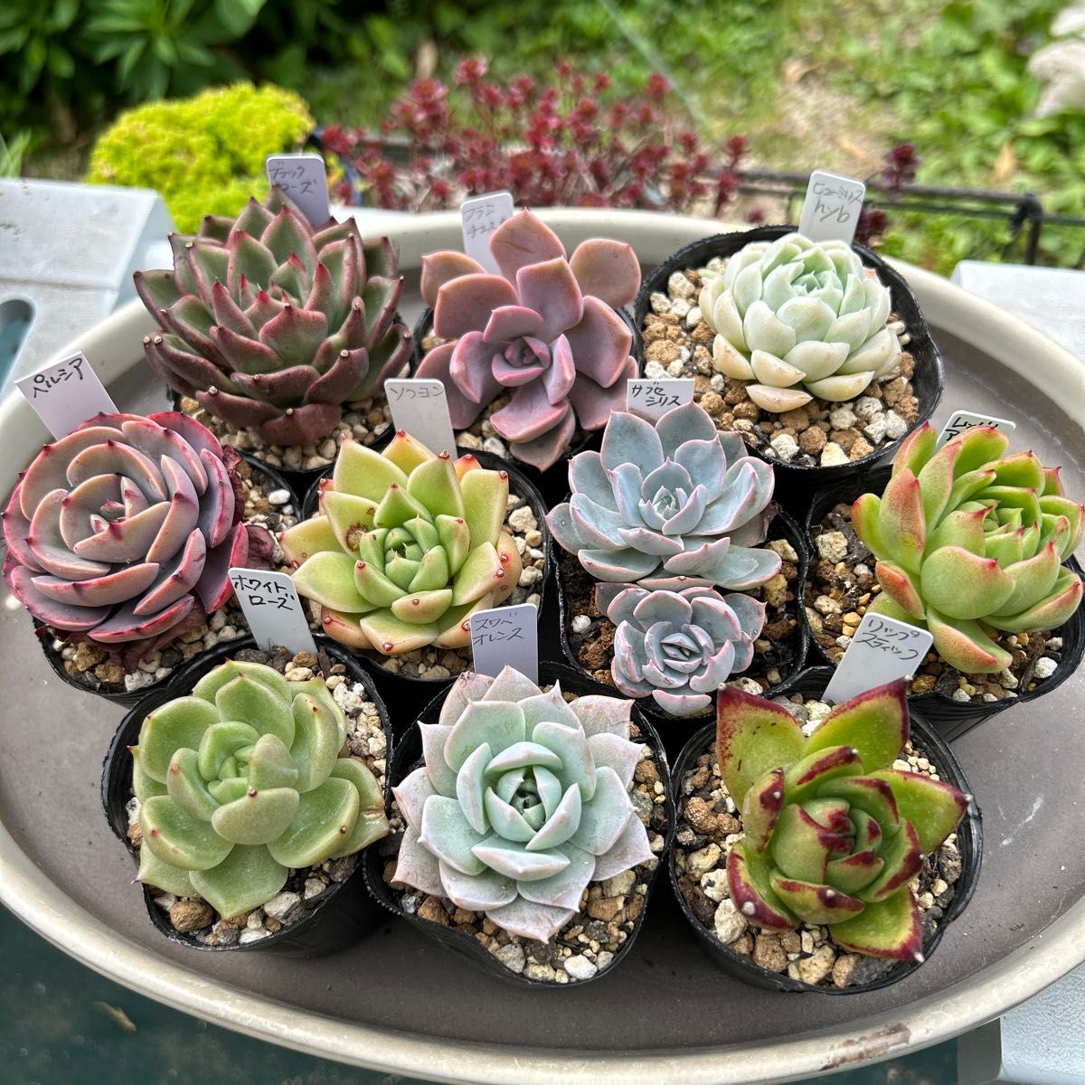 多肉植物 エケベリア 抜き苗 10苗 セット NO 18 リップ 多肉植物 エケベリア 抜き苗 10苗 セット NO 18 リップ