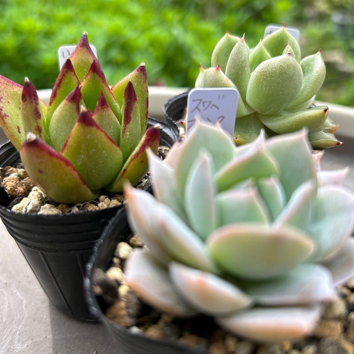 多肉植物 エケベリア 抜き苗 10苗 セット NO 18 リップ 多肉植物 エケベリア 抜き苗 10苗 セット NO 18 リップ