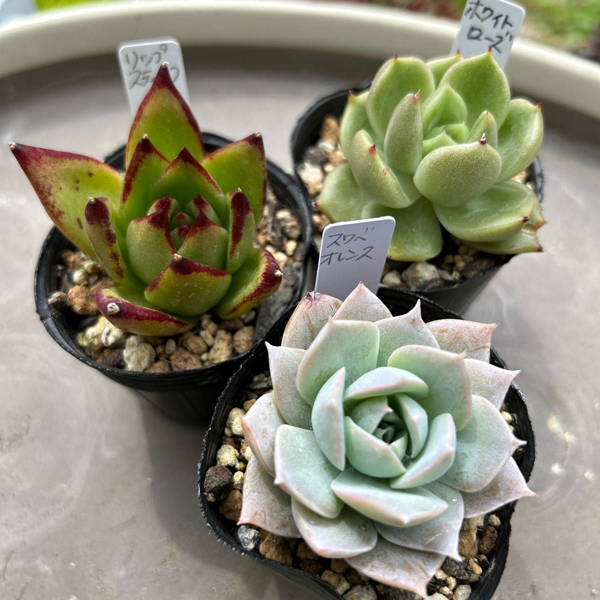 多肉植物 エケベリア 抜き苗 10苗 セット NO 18 リップ 多肉植物 エケベリア 抜き苗 10苗 セット NO 18 リップ