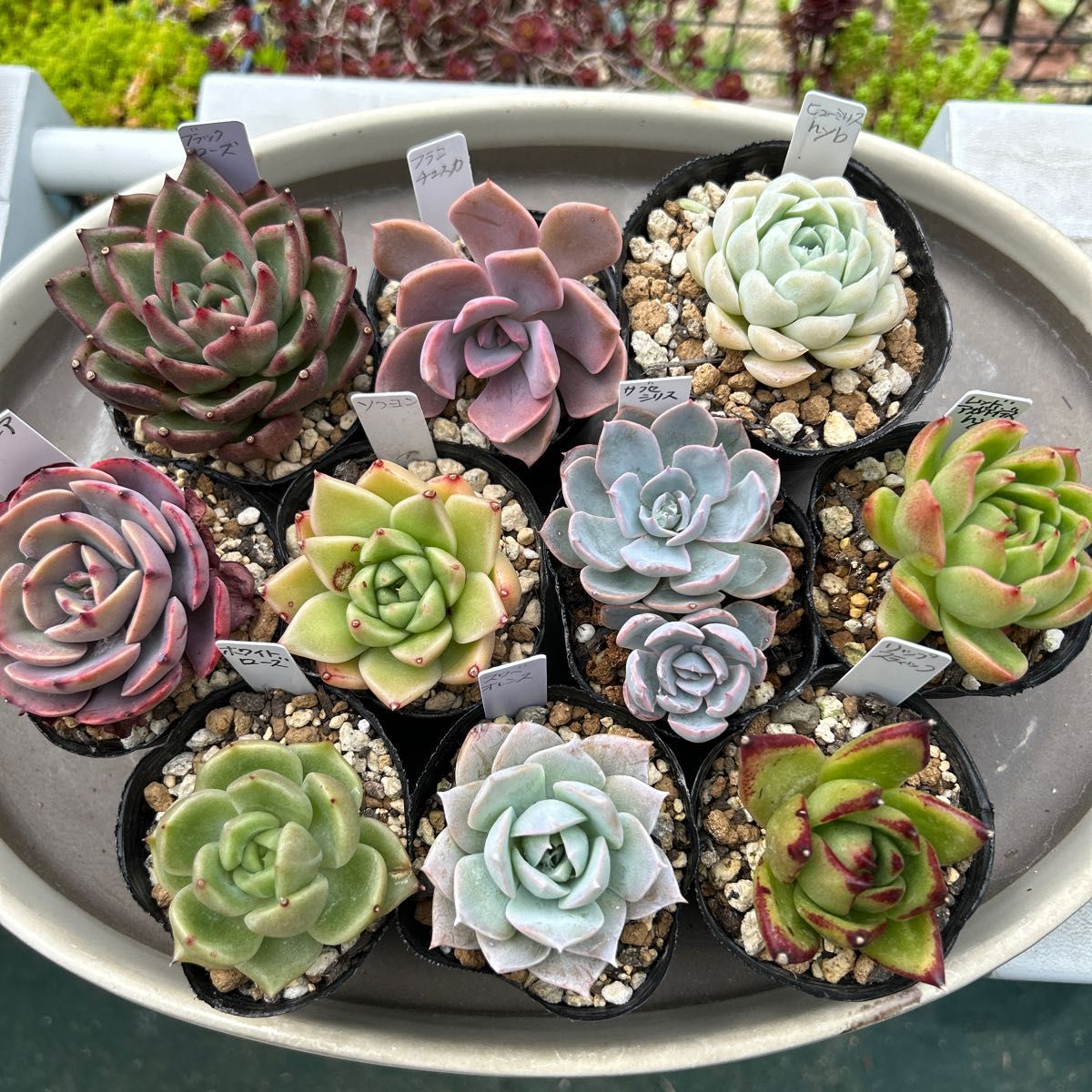 多肉植物 エケベリア 抜き苗 10苗 セット NO 18 リップ 多肉植物 エケベリア 抜き苗 10苗 セット NO 18 リップ