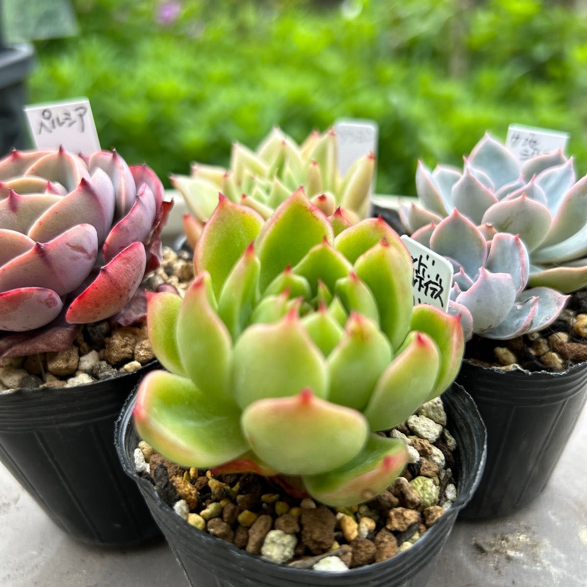 多肉植物 エケベリア 抜き苗 10苗 セット NO 18 リップ 多肉植物 エケベリア 抜き苗 10苗 セット NO 18 リップ