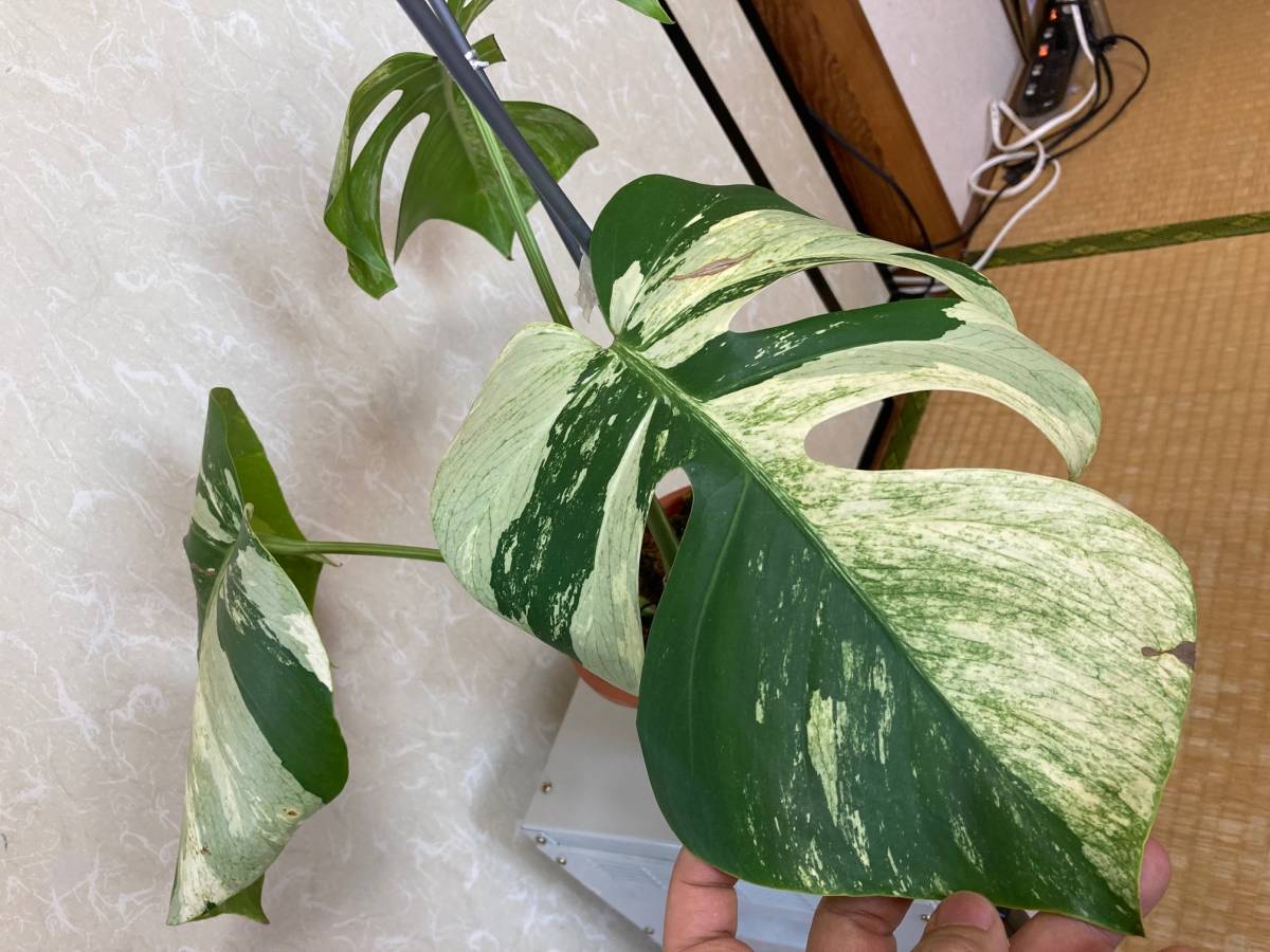 Monstera Borsigiana Mint モンステラ ボルシギアナ ミント 斑入り