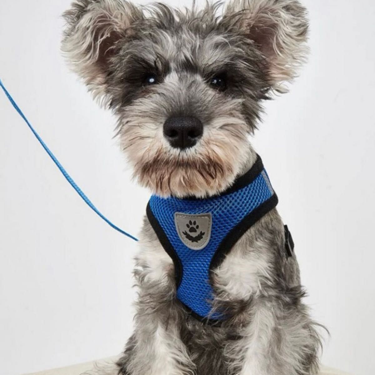 ハーネス ブルー 小型犬 リード 犬 メッシュ ネコ 夏 首輪 - 通販