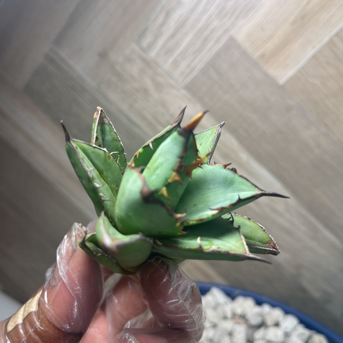 多肉植物 アガベ チタノタ 小島白刺 No:XD-014 - JChere雅虎拍卖代购