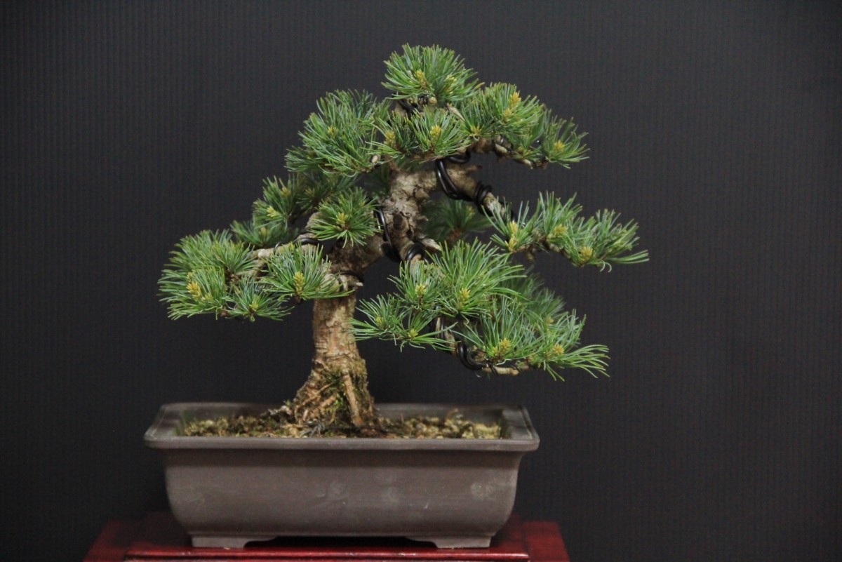 吾妻五葉松.5/樹高24㎝/実生/五葉松/盆栽- JChere雅虎拍卖代购
