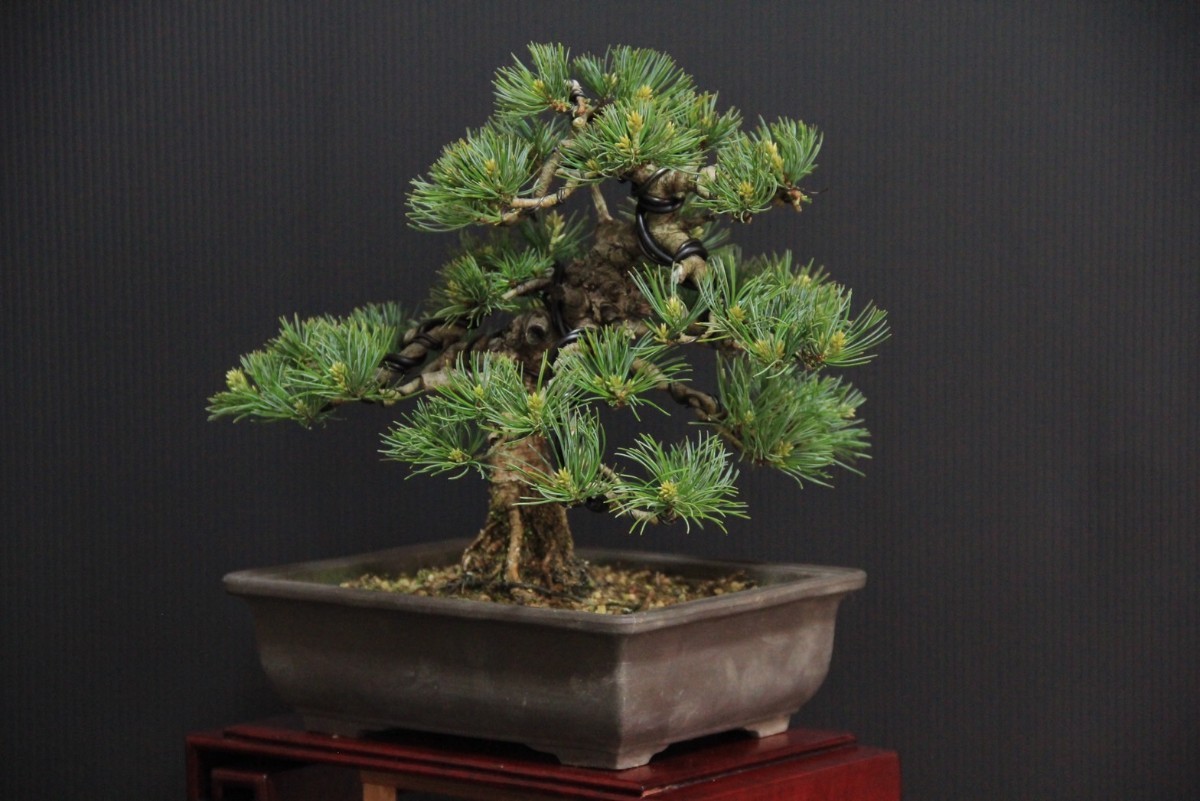 吾妻五葉松.5/樹高24㎝/実生/五葉松/盆栽- JChere雅虎拍卖代购