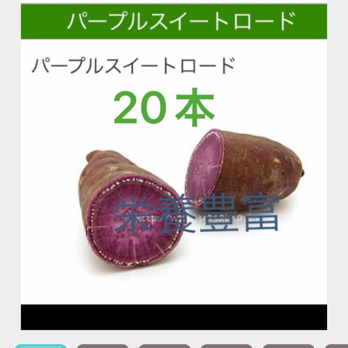 パープルスイートロート芋苗20本サツマイモ苗 | www.fraynacho.com