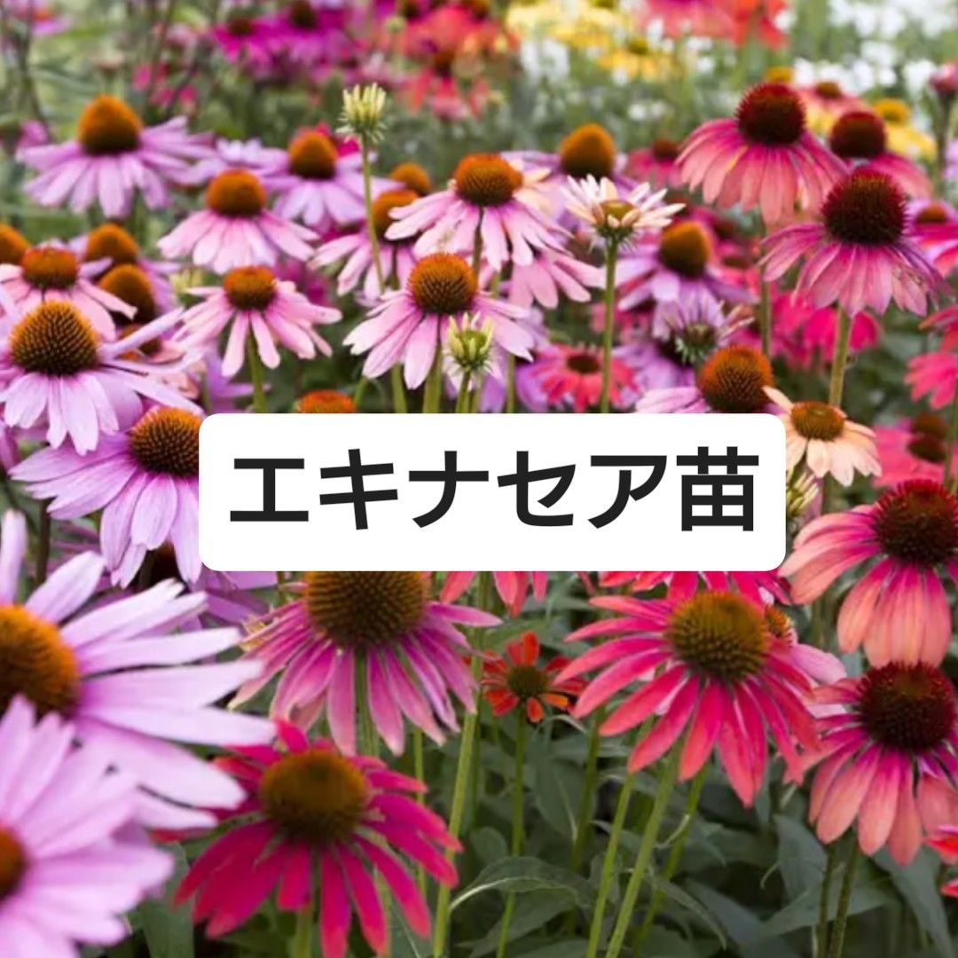 花苗 宿根草【エキナセア 3苗】ネコポス匿名発送 | www.fraynacho.com