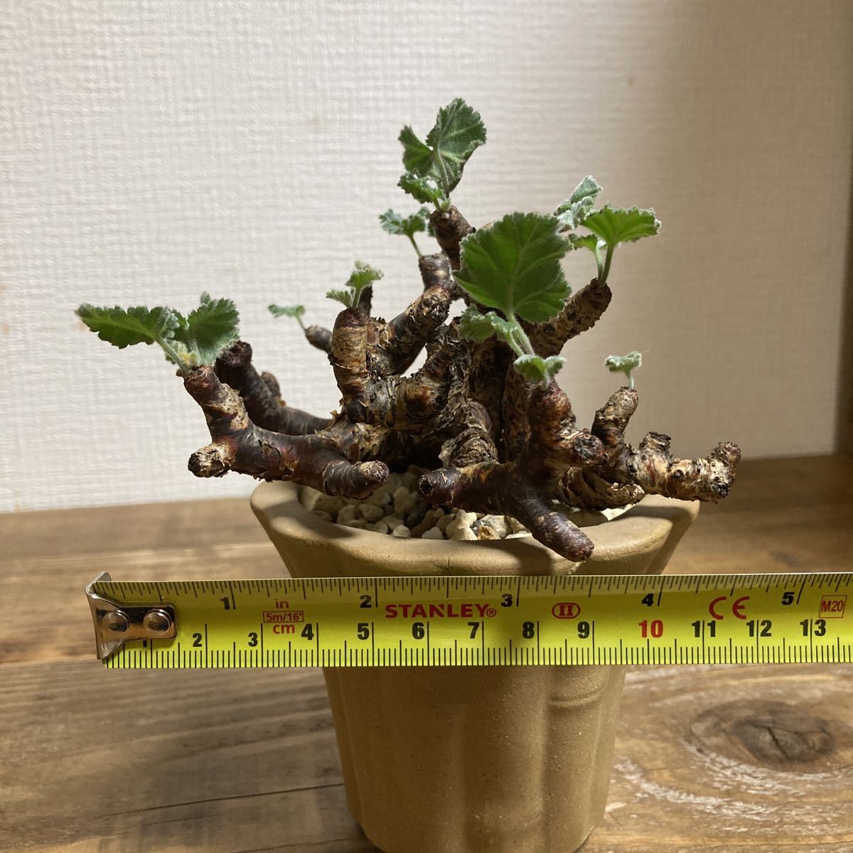 現地株 Pelargonium mirabile ペラルゴニウム ミラビレ 挿木 発根済