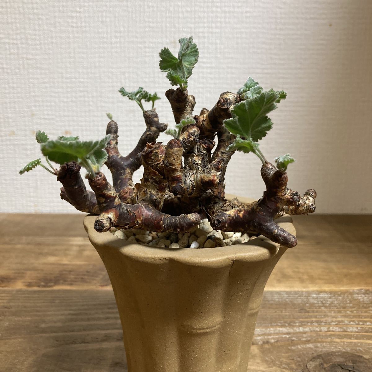 現地株 Pelargonium mirabile ペラルゴニウム ミラビレ 挿木 発根済