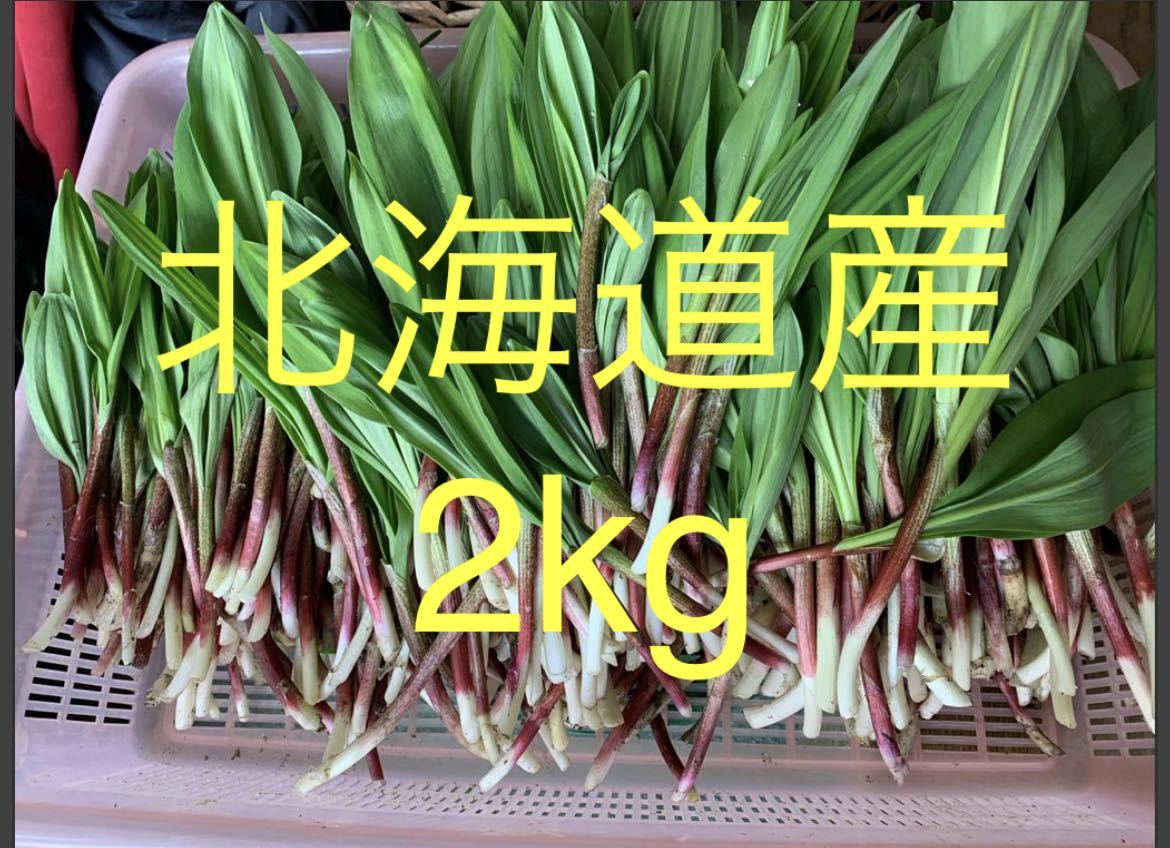 行者ニンニク 葉 北海道産2kg 醤油漬けや餃子に最高 生山菜