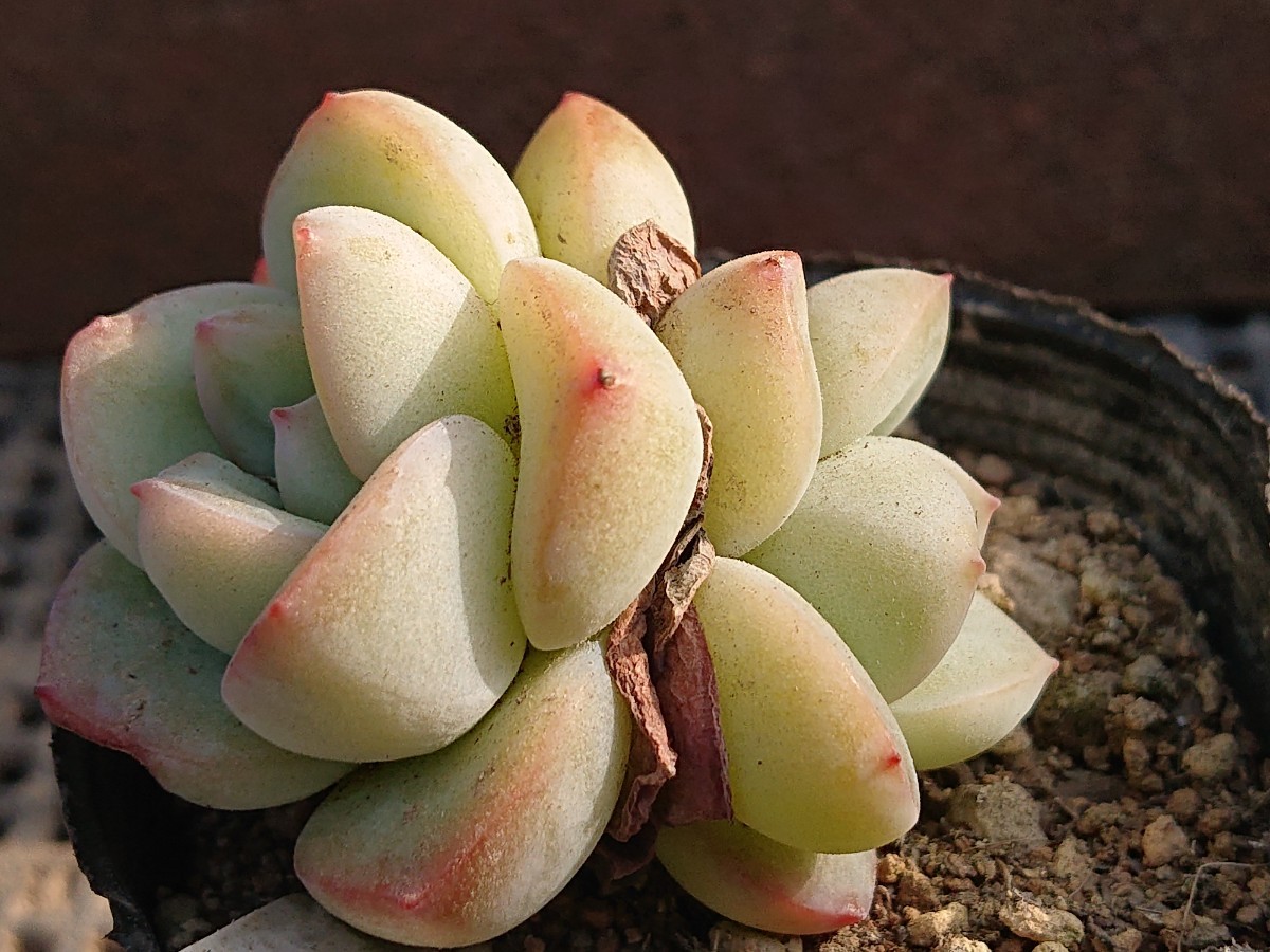 アマビレ 多肉植物 エケベリア 抜き苗 サボテン | villabohemian.com