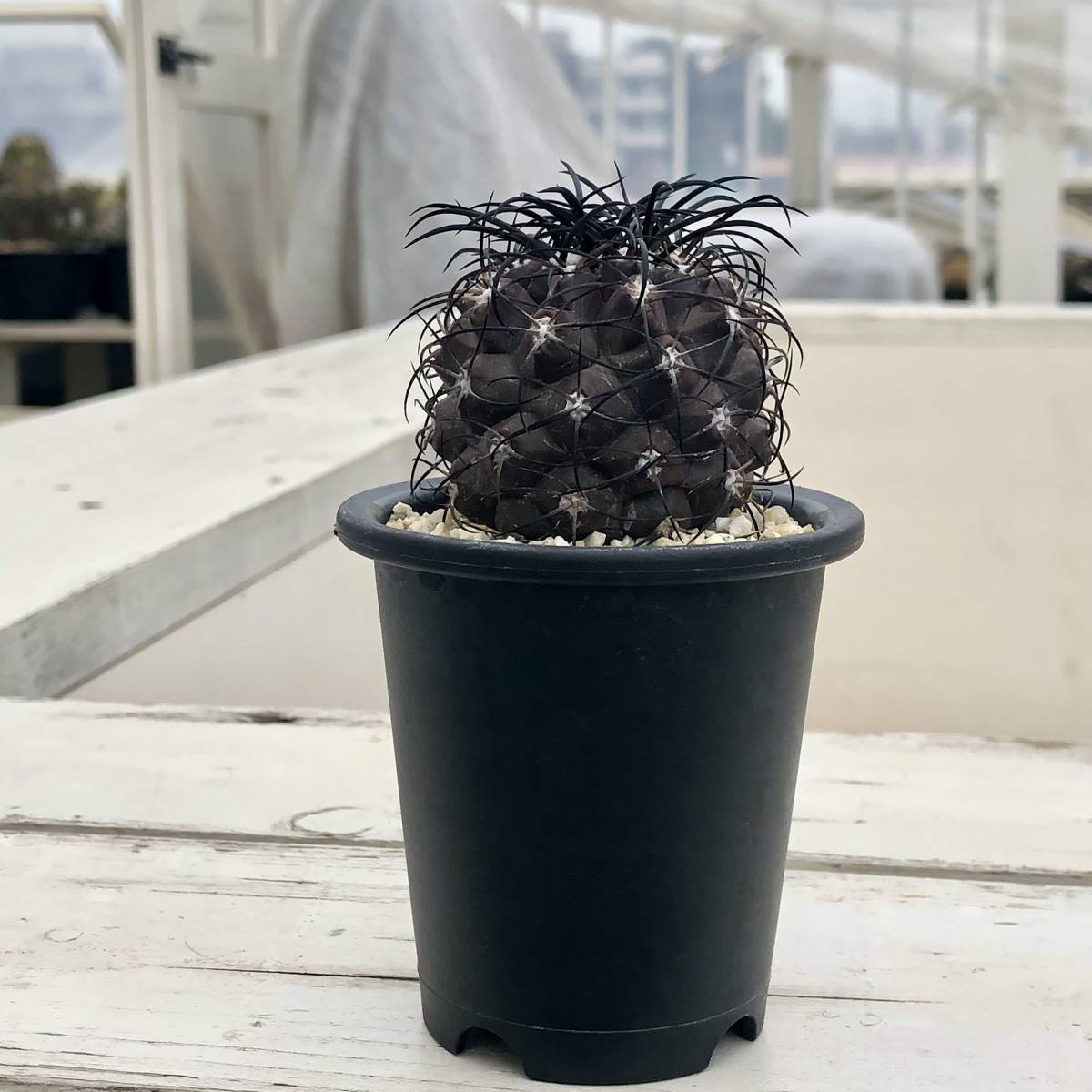 ① コピアポア グリセオビオラセア Copiapoa griseoviolacea ① コピアポア グリセオビオラセア Copiapoa griseoviolacea