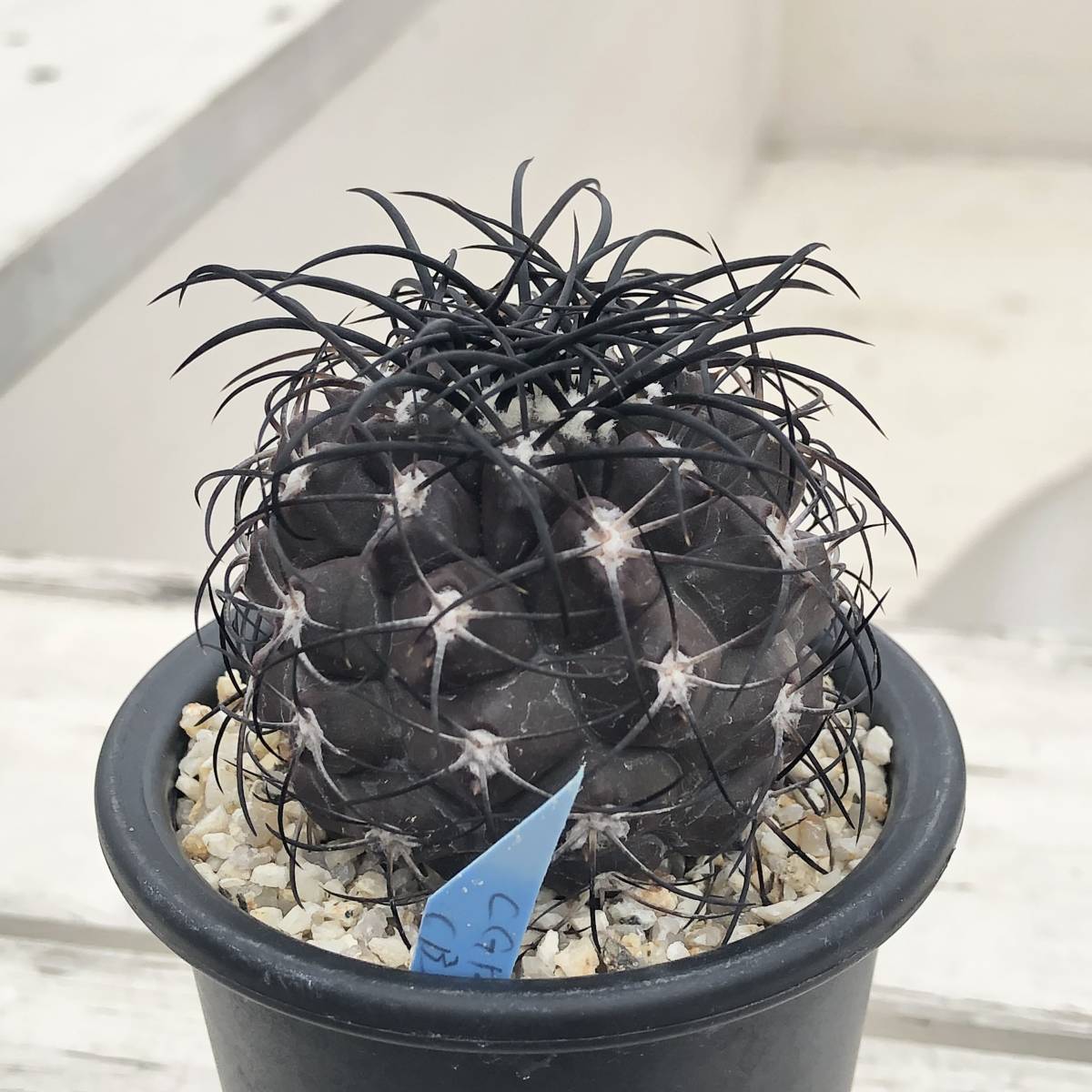 ① コピアポア グリセオビオラセア Copiapoa griseoviolacea ① コピアポア グリセオビオラセア Copiapoa griseoviolacea