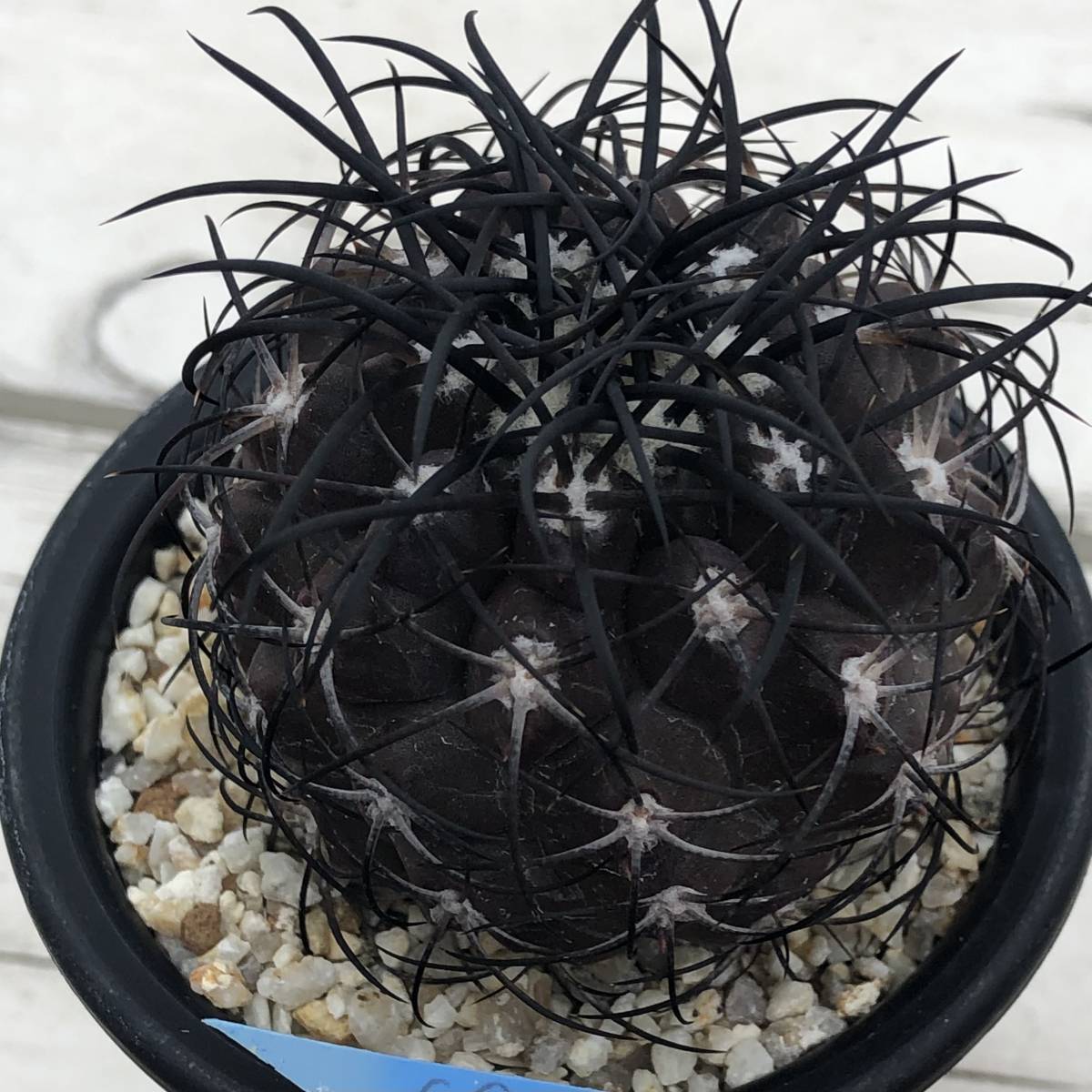 ① コピアポア グリセオビオラセア Copiapoa griseoviolacea ① コピアポア グリセオビオラセア Copiapoa griseoviolacea