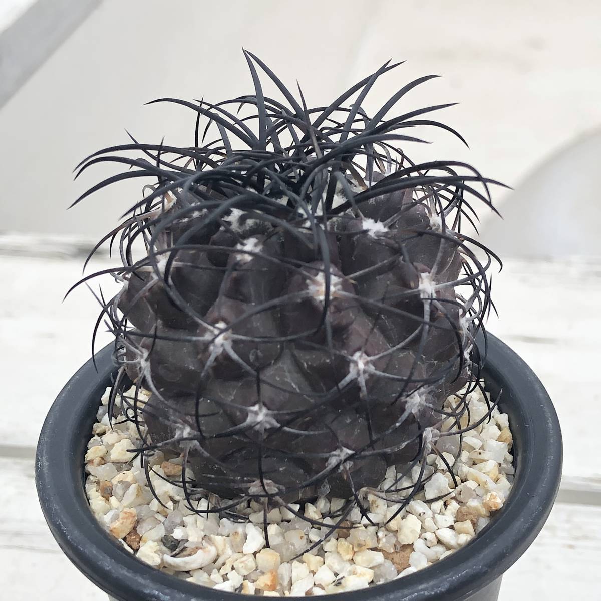 ① コピアポア グリセオビオラセア Copiapoa griseoviolacea ① コピアポア グリセオビオラセア Copiapoa griseoviolacea