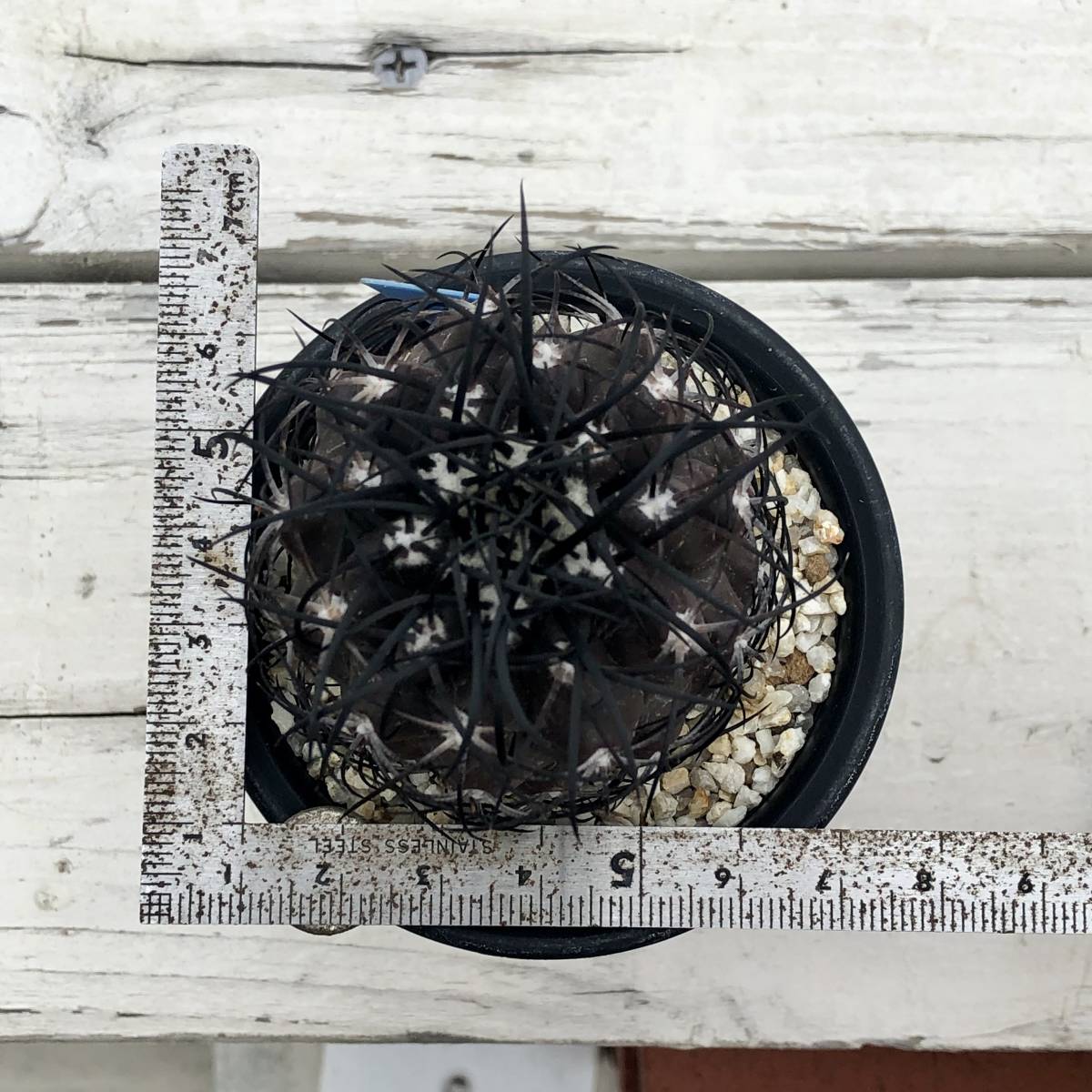 ① コピアポア グリセオビオラセア Copiapoa griseoviolacea ① コピアポア グリセオビオラセア Copiapoa griseoviolacea