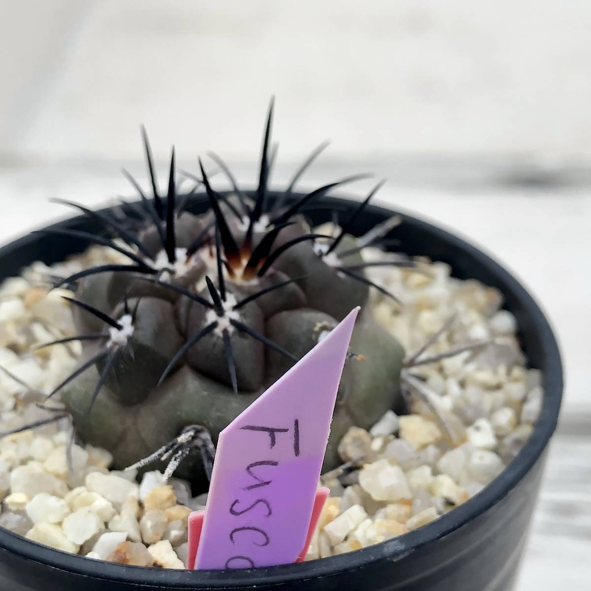 ④ Copiapoa fusca コピアポア フスカ 新種2016記載 斧守火 検索 ④ Copiapoa fusca コピアポア フスカ 新種2016記載 斧守火 検索
