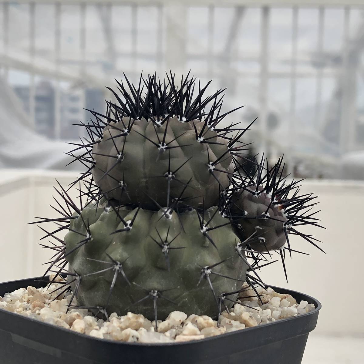 12 Copiapoa cinerea 黒王丸 コピアポア シネレア 検索 @Leafy works