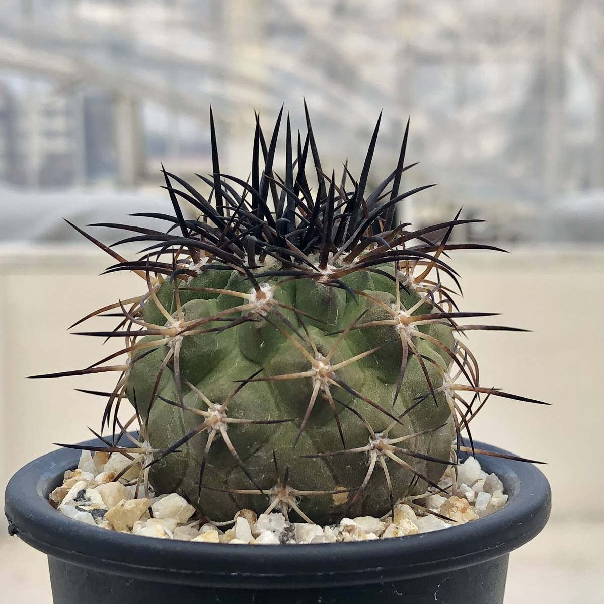 Yahoo!オークション - ① Copiapoa schulziana コピアポア Yahoo!オークション - ① Copiapoa schulziana コピアポア