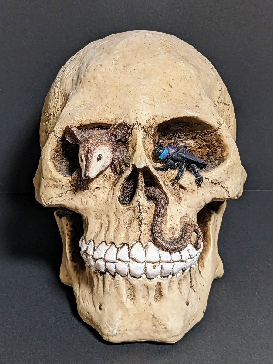 ドクロ 　スカル 　髑髏 　骸骨　頭蓋骨　貯金箱