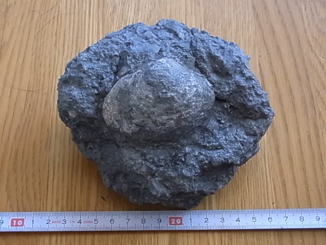日本の化石　ゲロイナ　９１１２RBA_画像1