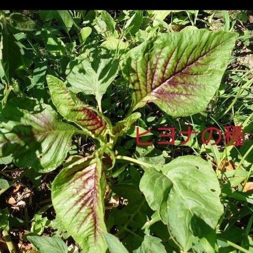 希少　（ヒユ）菜（Amaranthus tricolor）種70