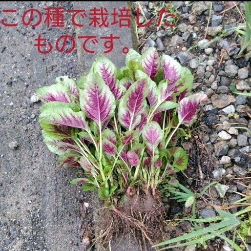 希少　（ヒユ）菜（Amaranthus tricolor）種70