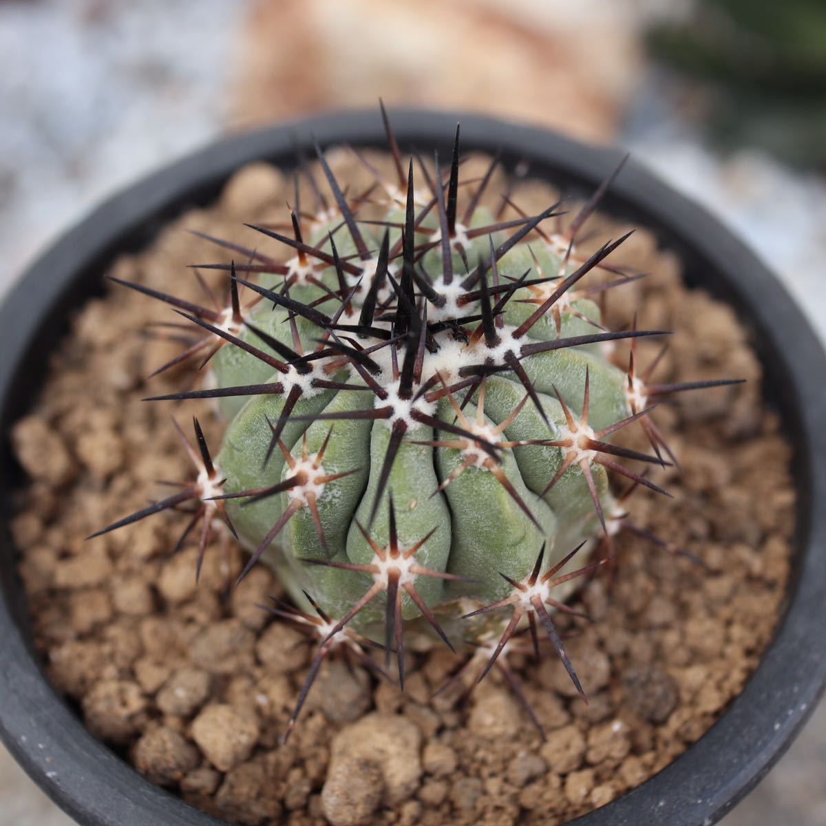 国産最安値 コピアポア 黒王丸 Coqiapoa cinerea 台付 実生 zVqsp