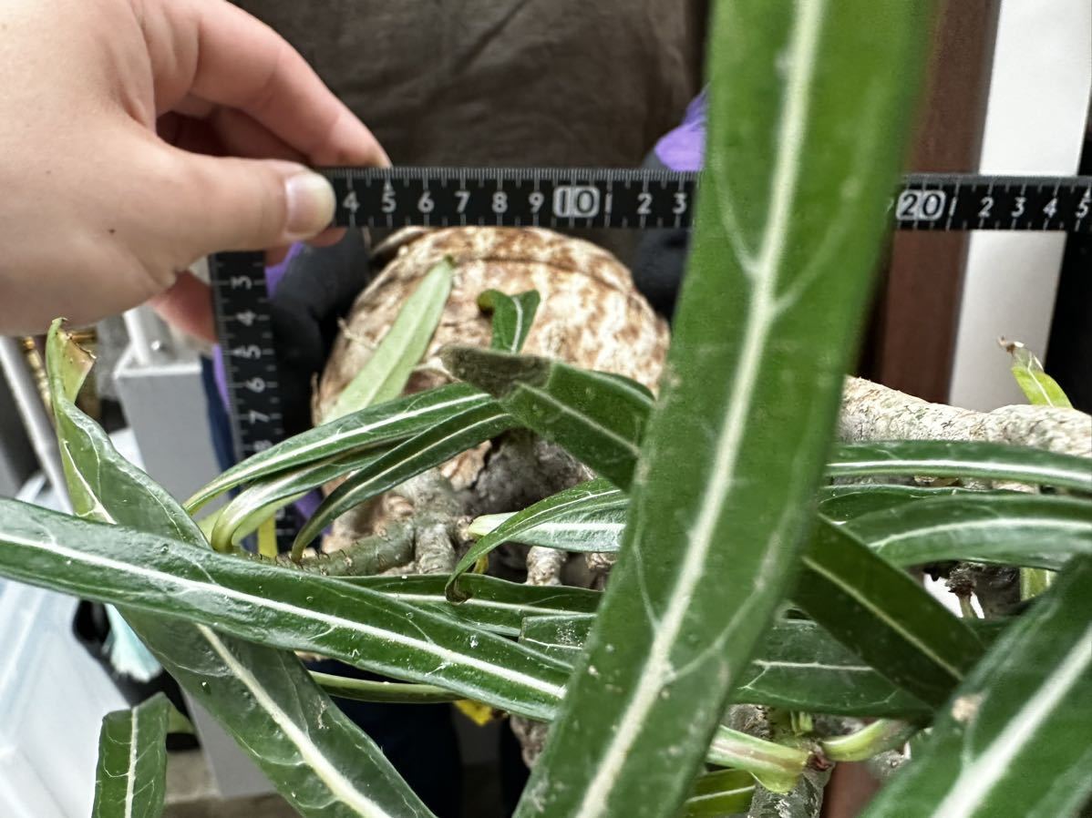 205 現地発根 Adenium Somalense nova アデニウム ソマレンセ ノバ 検