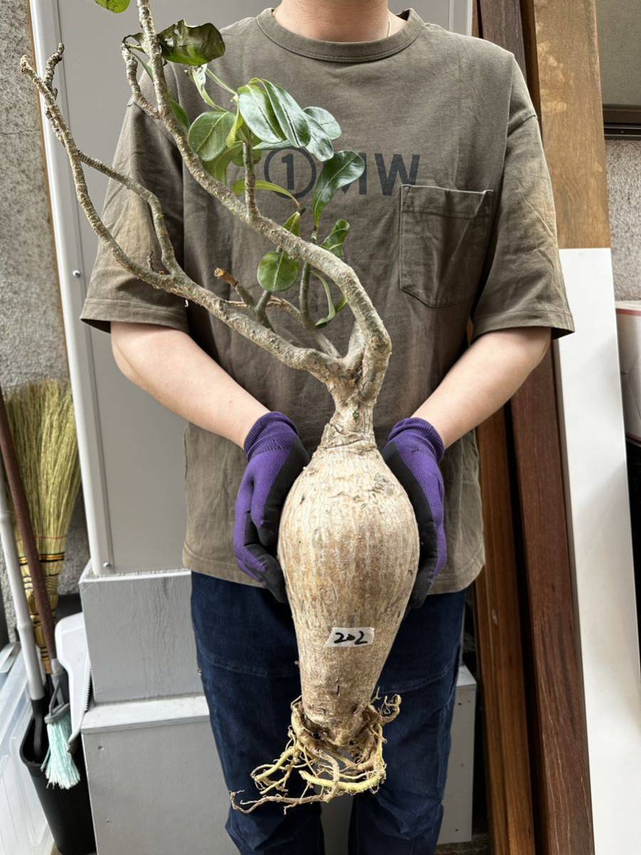202 現地発根 Adenium Somalense nova アデニウム ソマレンセ ノバ 検