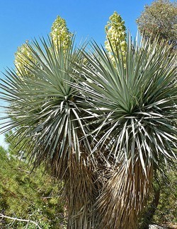 Yucca　rigida　ユッカ　リギダ　種子50粒