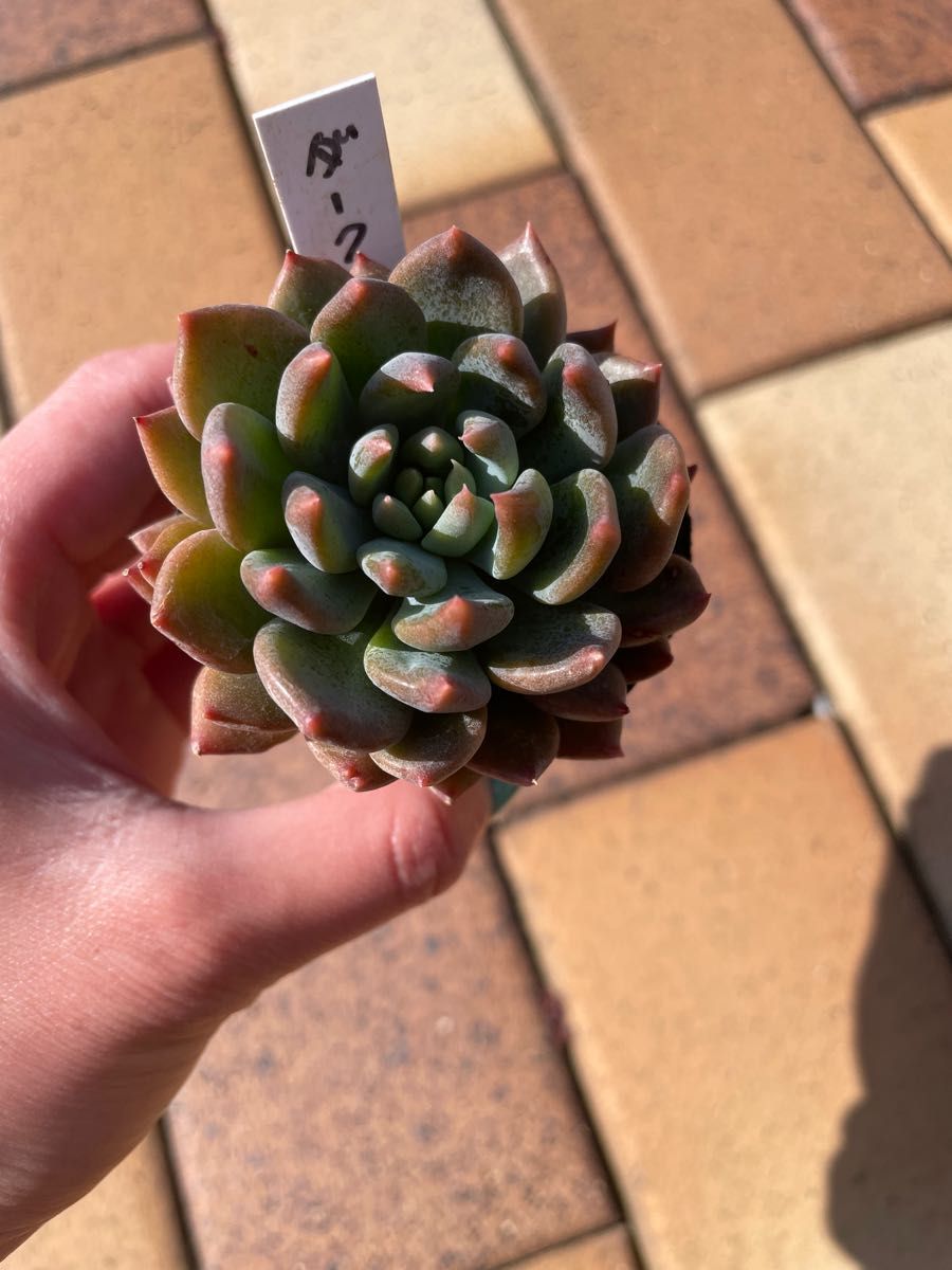 多肉植物　エケベリア　ダークエルフ