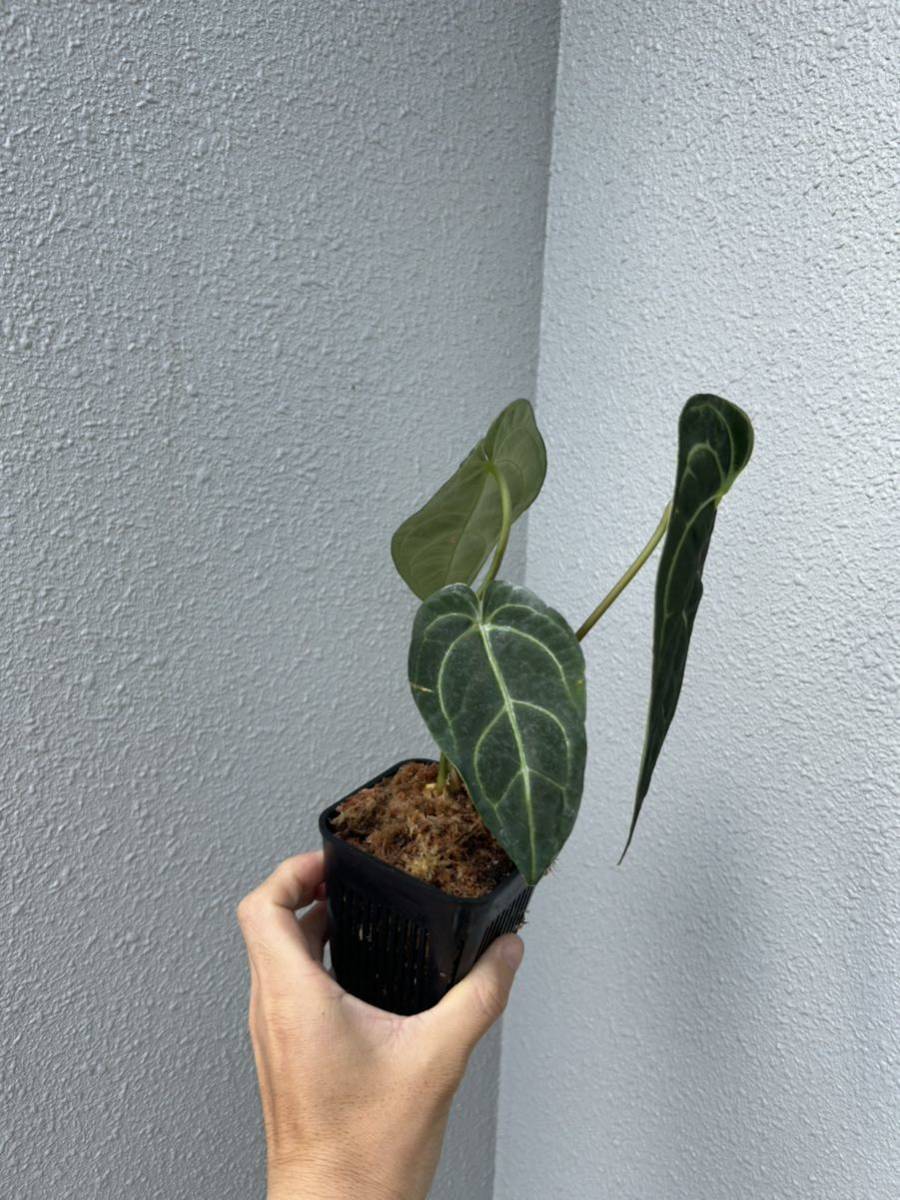 新品低価 ヤフオク! - Anthurium regale(seedling) アンスリウム