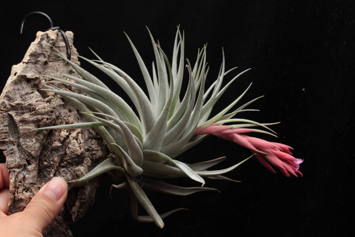 Yahoo!オークション - Tillandsia brachyphylla x Tillandsia Yahoo!オークション - Tillandsia brachyphylla x Tillandsia