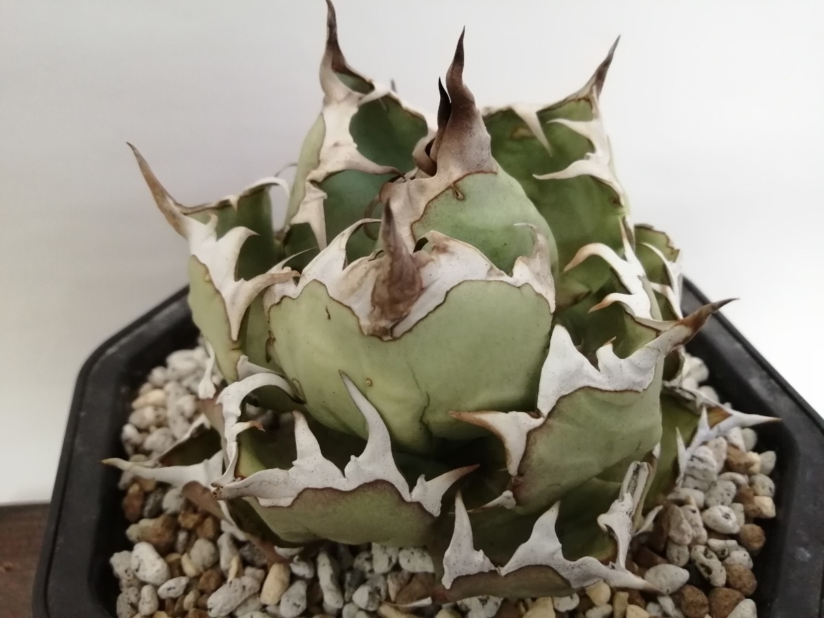 アガベ Agave 姫厳龍 姫厳竜 ボール型 良型 台湾アガベ 発根済 alianca