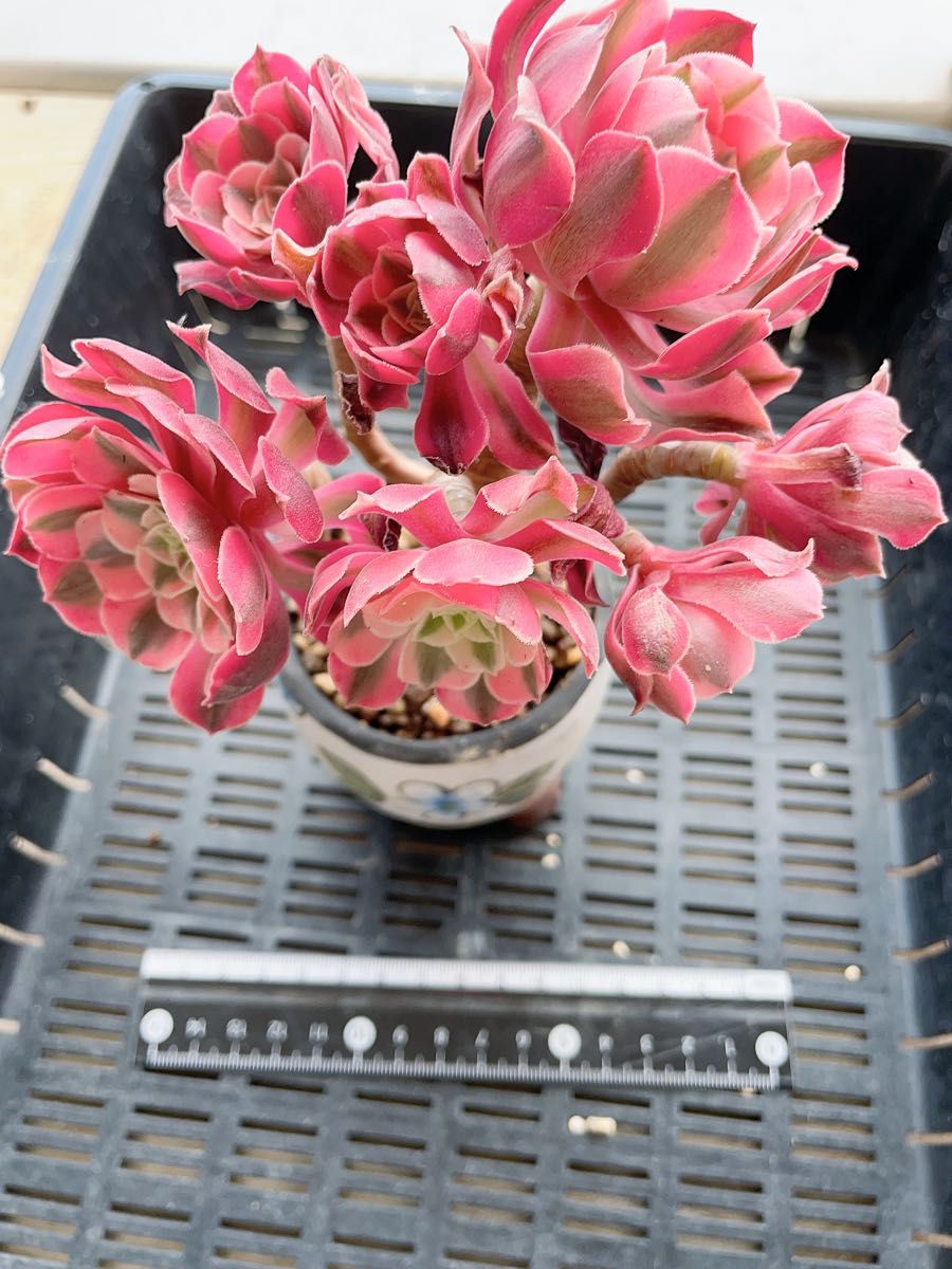 多肉植物 ブーケ ピンクウィッチ アエオニウム属 古株 7頭群 65 多肉植物 ブーケ ピンクウィッチ アエオニウム属 古株 7頭群 65