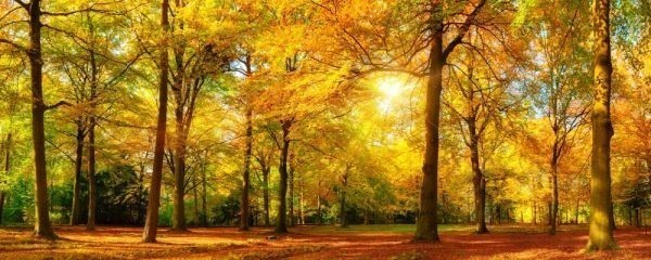 . leaf autumn ... forest .. maple yellow leaf autumn park picture manner new material wallpaper poster extra-large panorama version 1440×576mm ( is ... seal type ) 101P1