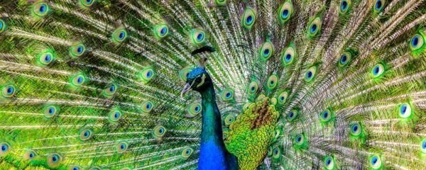 ヤフオク 孔雀 孔雀の飾り羽 パノラマ 芸術の羽 クジャク
