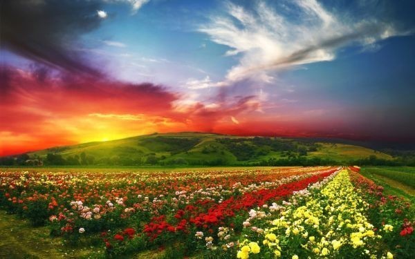. burning. rose field Sunset rose garden flower field .. picture manner wallpaper poster wide version 603×376mm is ... seal type 002W2