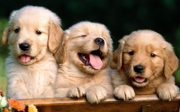 3匹のゴールデンレトリバー 子犬 ペット イヌ ドッグ 盲導犬 絵画風 壁紙ポスター 特大ワイド版 921×576mm はがせるシール式 006W1_画像1