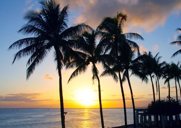  Вайкики пляж. день. . утро . cocos nucifera. дерево Гаваи море картина способ обои постер A2 версия 594×420mm(. ... наклейка тип )004A2