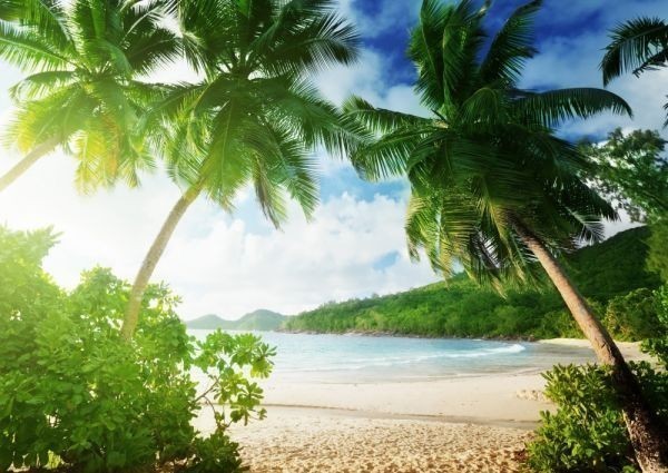 пляж день разница .fiji- cocos nucifera. дерево море картина способ обои постер очень большой A1 версия 830×585mm(. ... наклейка тип )028A1